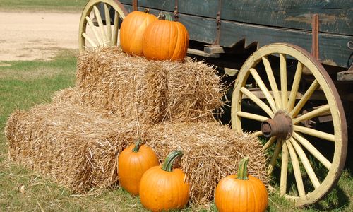Pumpkin Patches Near Colorado Springs