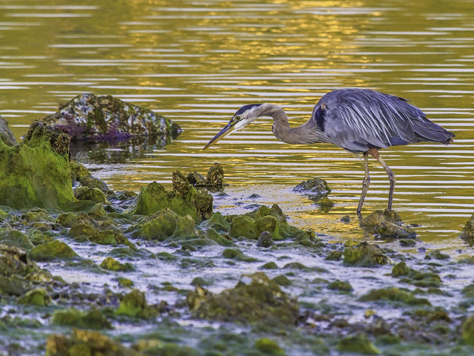 Golden Moments, Great Blue Heron, Seabeck Bay, WA