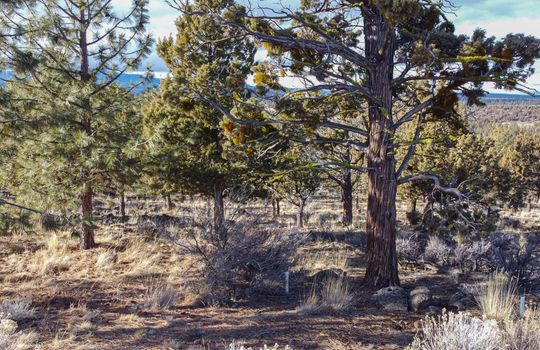 North Rim 5