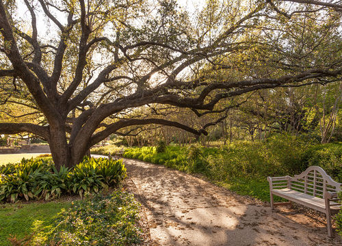 Bench and tree in the city park of Fort Worth, TX, USA