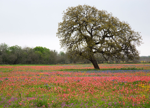 San Antonio Area Springtime Wildflower Blooms, San Antonio,Texas