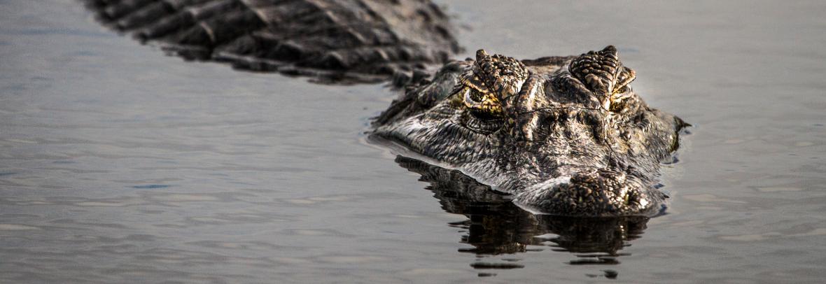 Alligator coming up through water