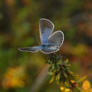 Palos Verdes Blue Butterfly