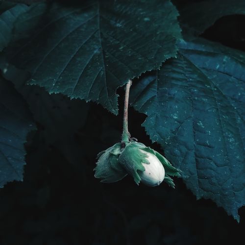 Effective Ways to Eliminate Grubs and Revive Your Lawn