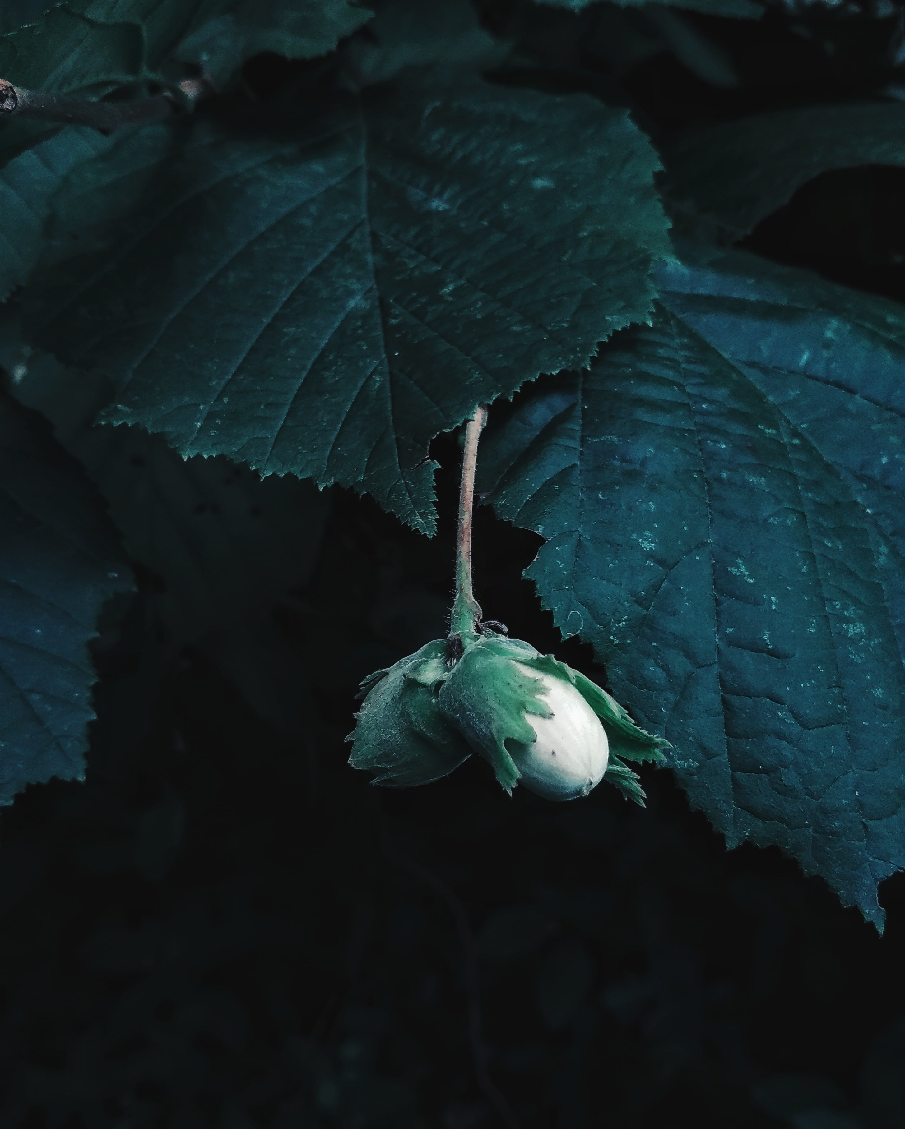 dark-green-4379566-min