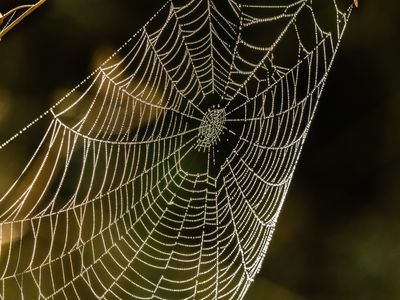 spider-web-9825023
