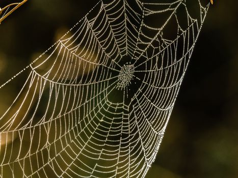spider-web-9825023