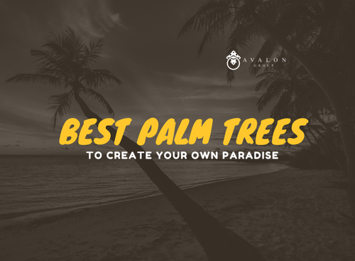 Best Palm Trees To Create Your Own &hellip;