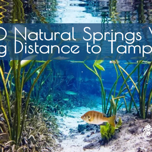 Top 10 Natural Springs Within Driving Distance to Tampa Bay