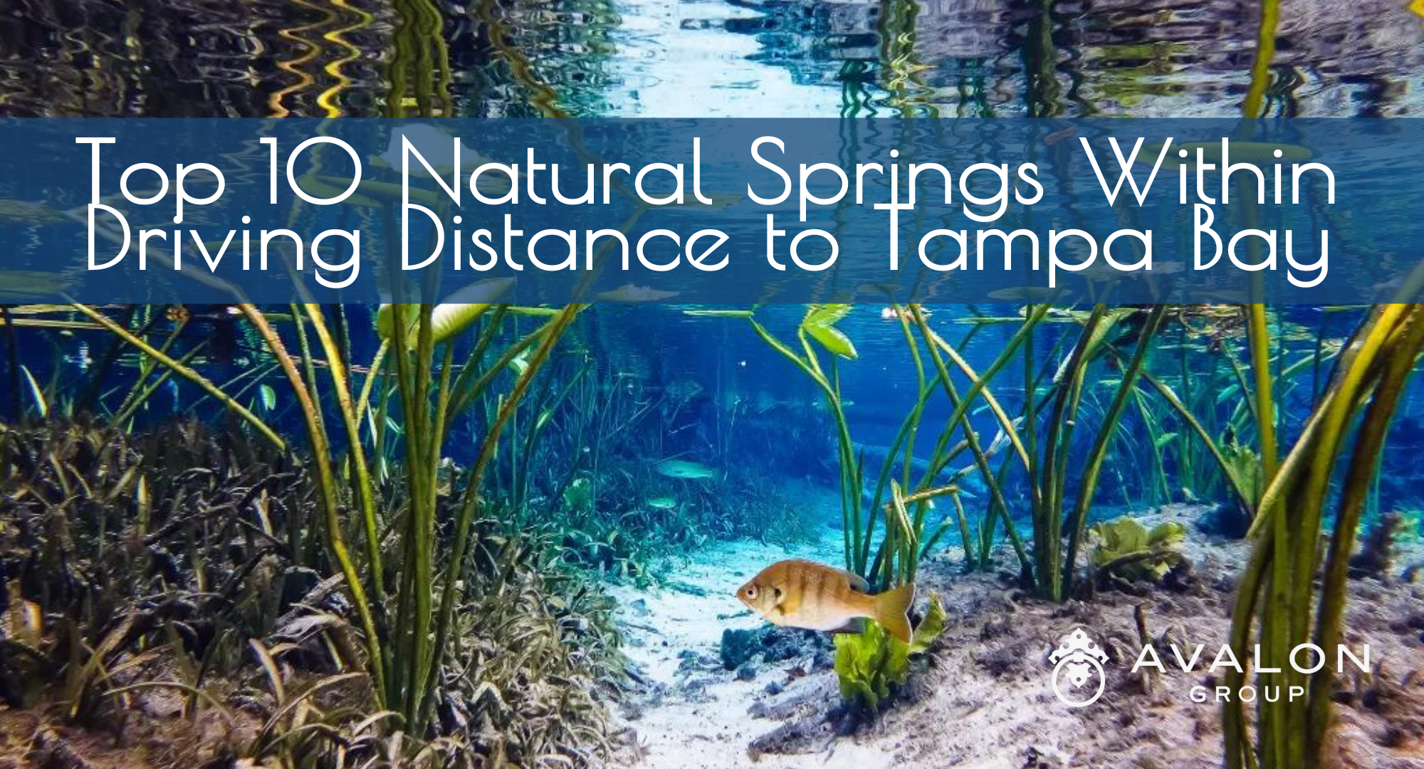 Top 10 Natural Springs Within Driving Distance to Tampa Bay. The water is crystal clear and blue with a yellow fish swimming.