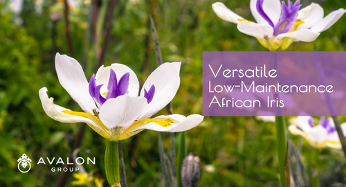 Versatile Low-Maintenance African Iris