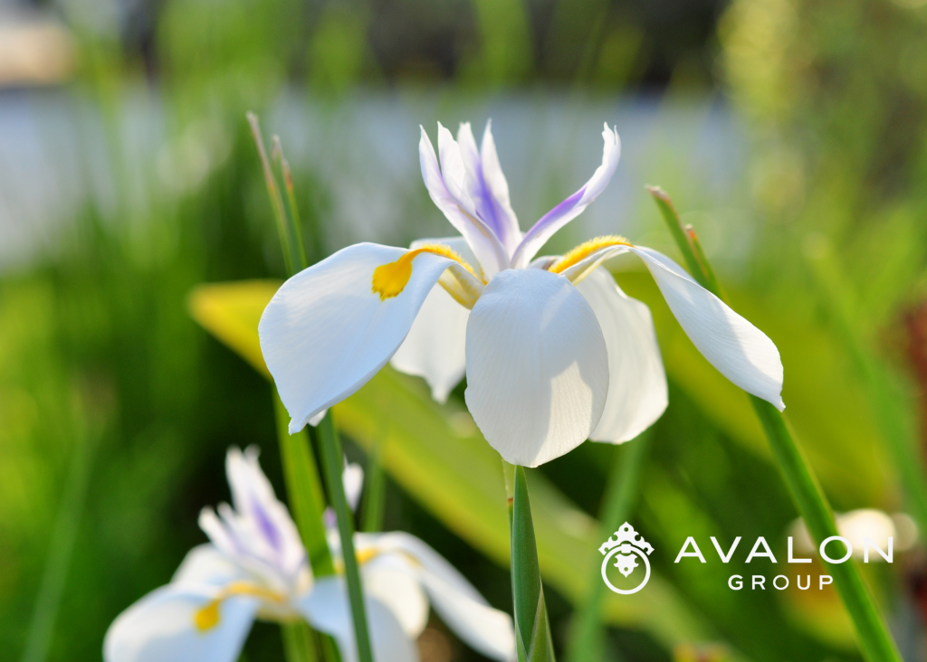 White with yellow markings and a hint of purple blooms, on top of green stems.
