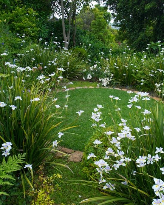 The use of African Iris in this yard creates a magical place. The white and green theme is peaceful.