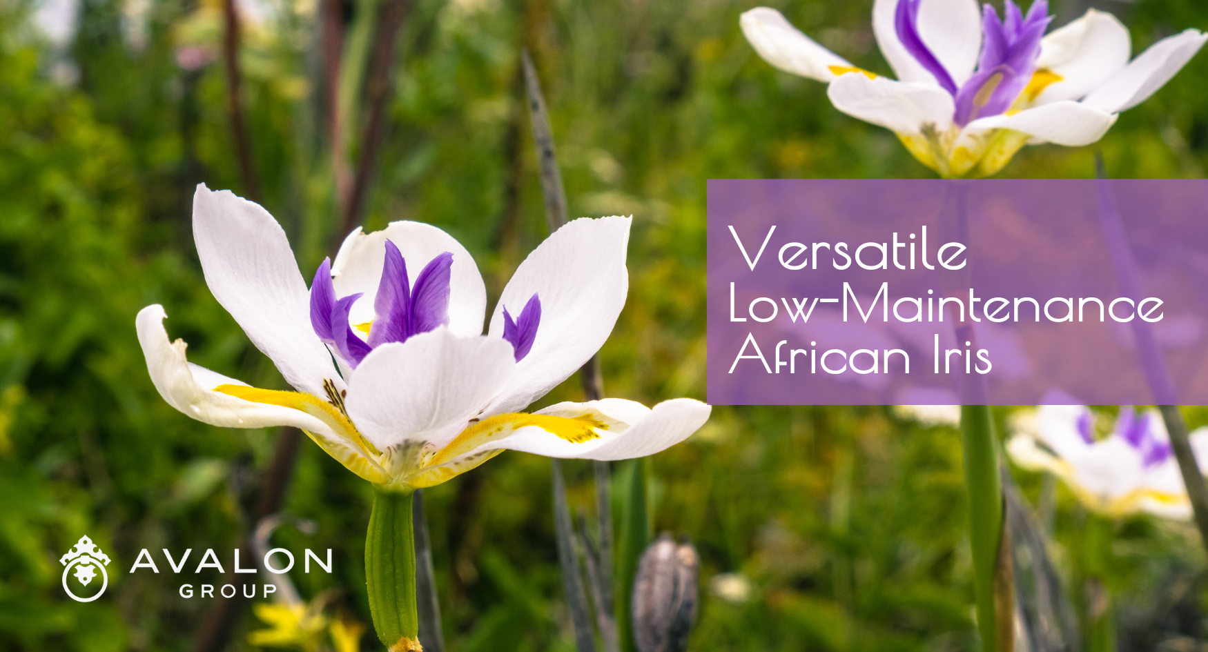 Versatile Low-Maintenance African Iris is the perfect plant to use in St Petersburg and Tampa Bay.