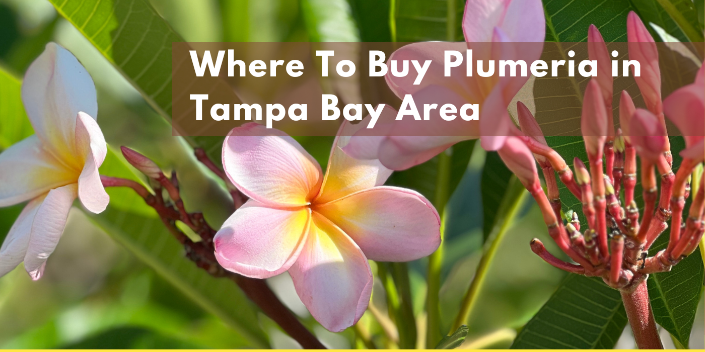 Largo Real Estate Cover picture shows a pink plumeria flower