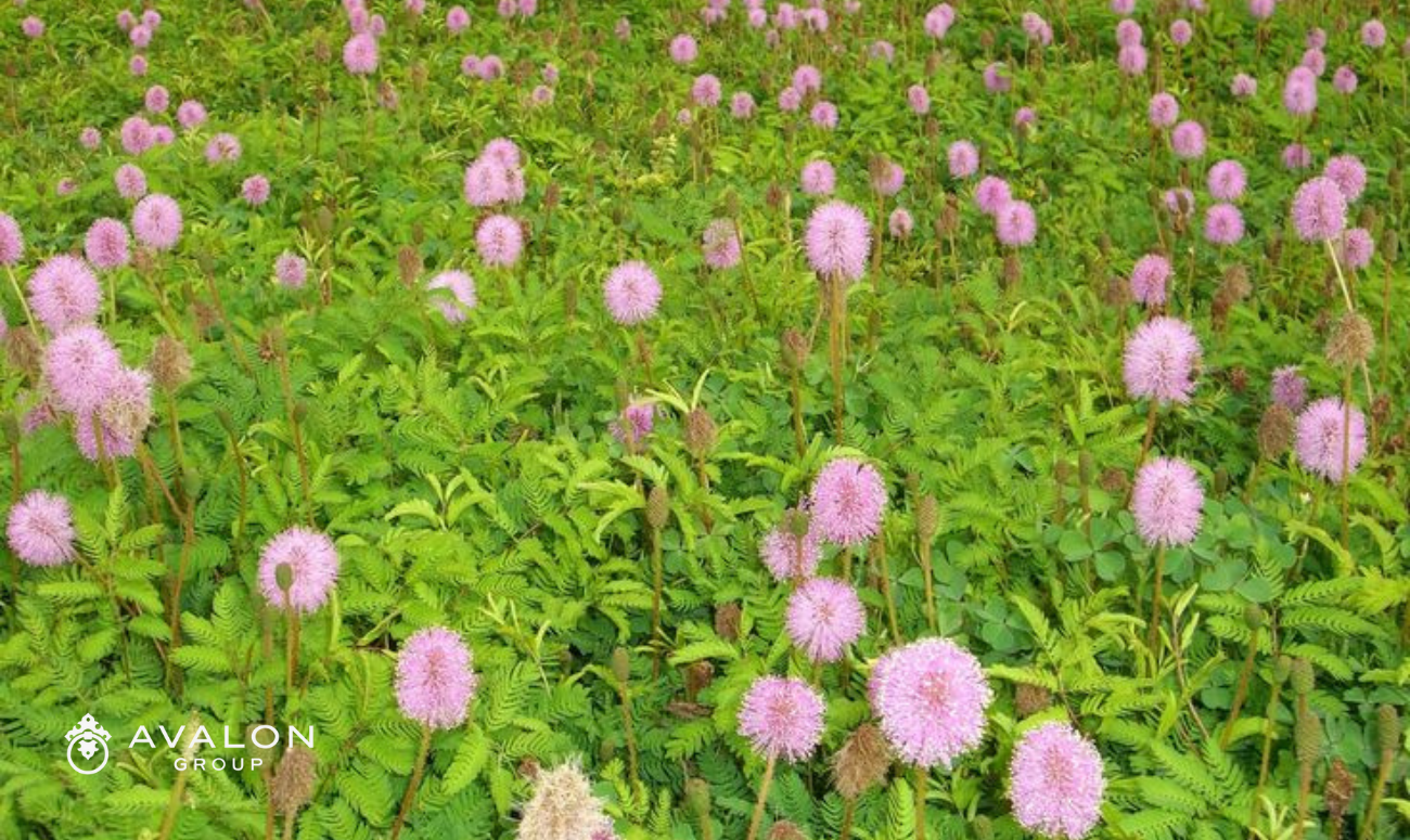 the picture shows a mass planting of powderpuff mimosa with think green leaves and lots of hot pink flowers on top.