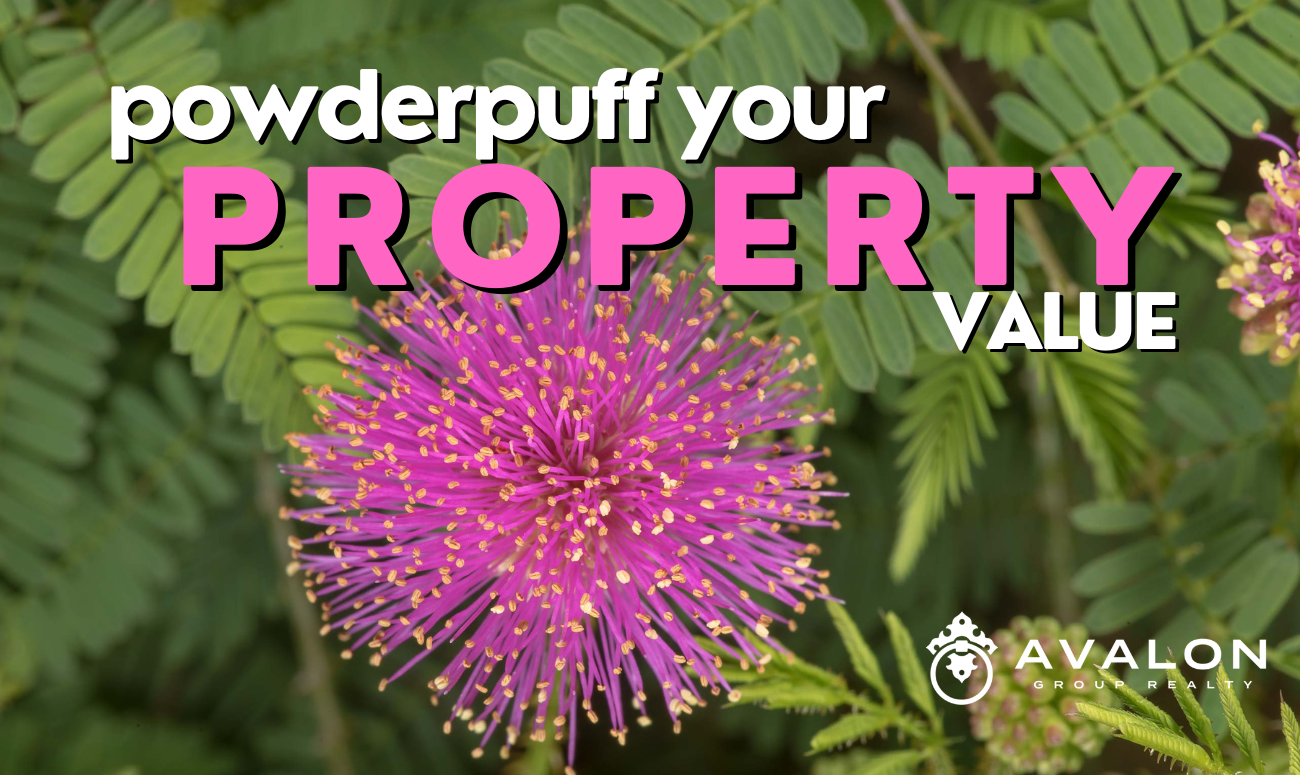 Powderpuff Your Property Value cover picture shows a powderpuff mimosa bloom magnified and it is hot pink.