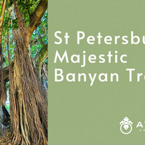 St. Petersburg's Majestic Banyan Trees