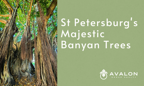 St. Petersburg's Majestic Banyan Trees