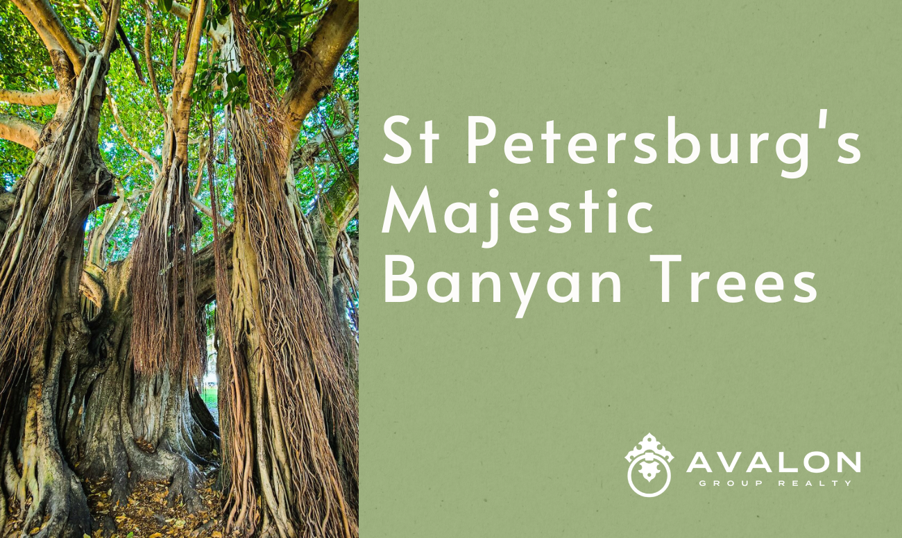 St. Petersburg's Majestic Banyan Trees cover picture shows the massive trunks of one of the largest banyan trees in St Petersburg FL