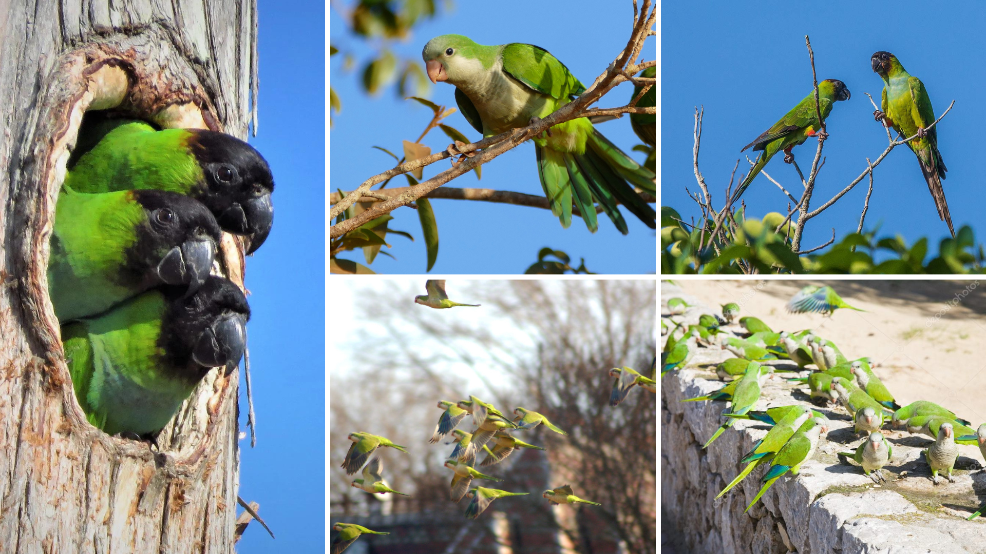 Pictures of the Green Birds in St. Petersburg...Nexting, Flying and Playing.