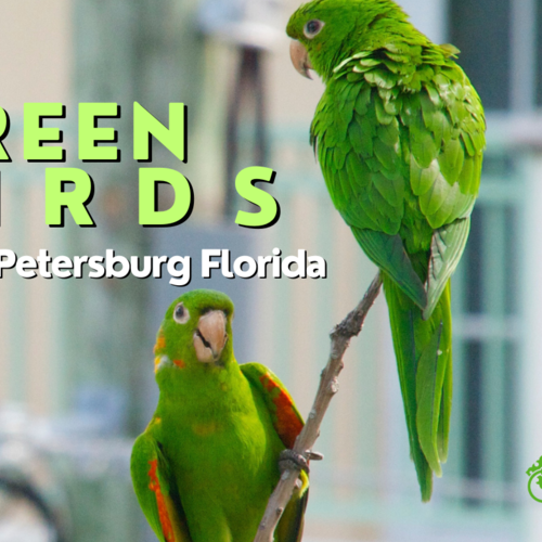 The Green Birds in St Petersburg Florida