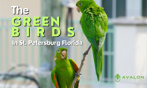 The Green Birds in St Petersburg Florida