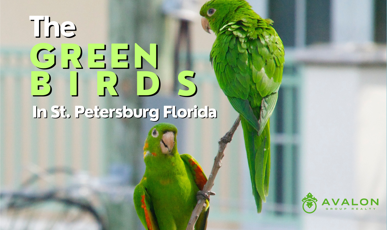 The Green Birds in St Petersburg Florida cover picture shows two of the green bird parrots in front of a white home.