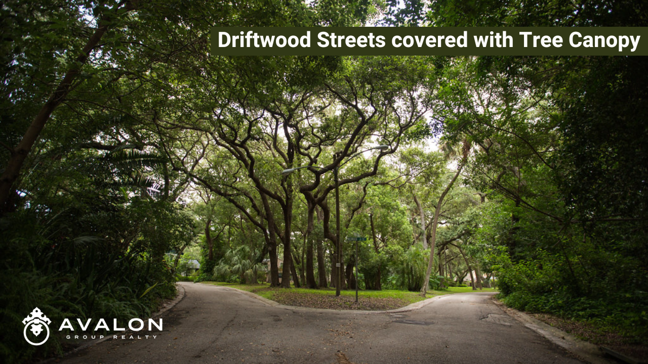 Driftwood Neighborhood St. Pete streets are shown covered with a canopy of trees.