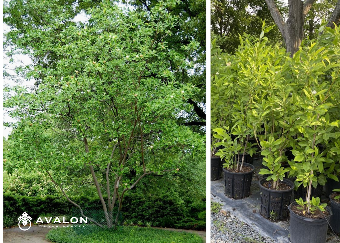 A swwetbay magnolia blooming is pictured on the left. On the right are sweetbay magnolias in pots that are for sale at a nursery.