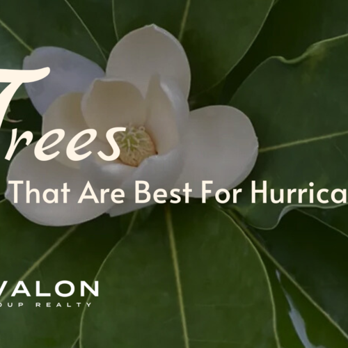 Trees That Are Best for Hurricanes