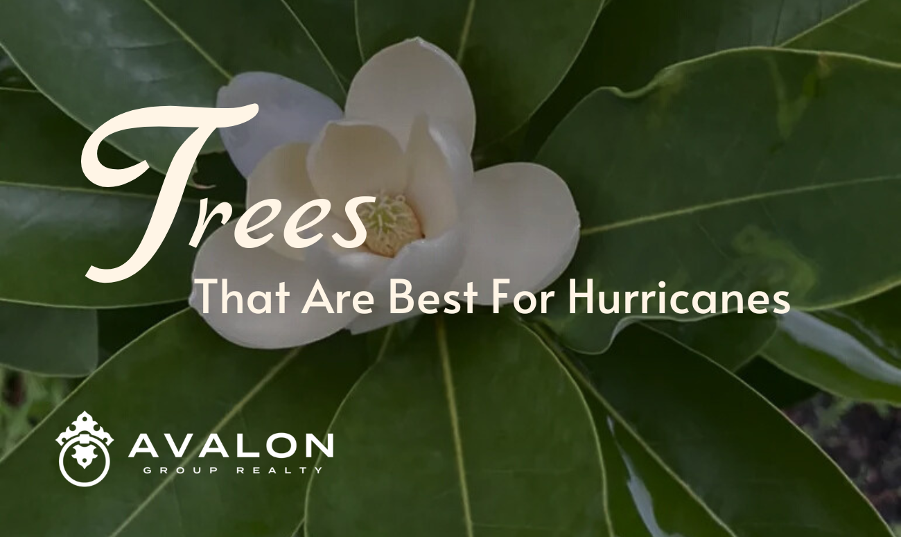 Trees That Are Best for Hurricanes cover picture shows a blossom of the Sweetbay Magnolia tree.