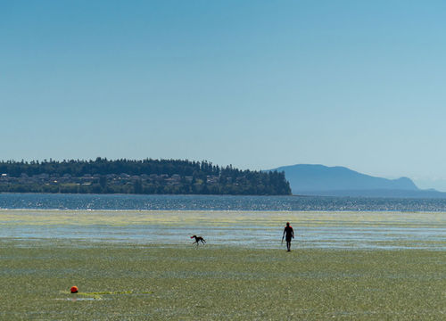 Birch Bay Image