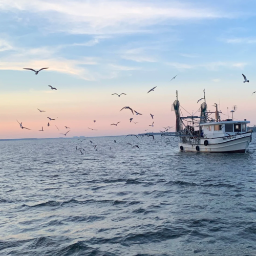 Fernandina Beach Shrimp Festival Survival Guide