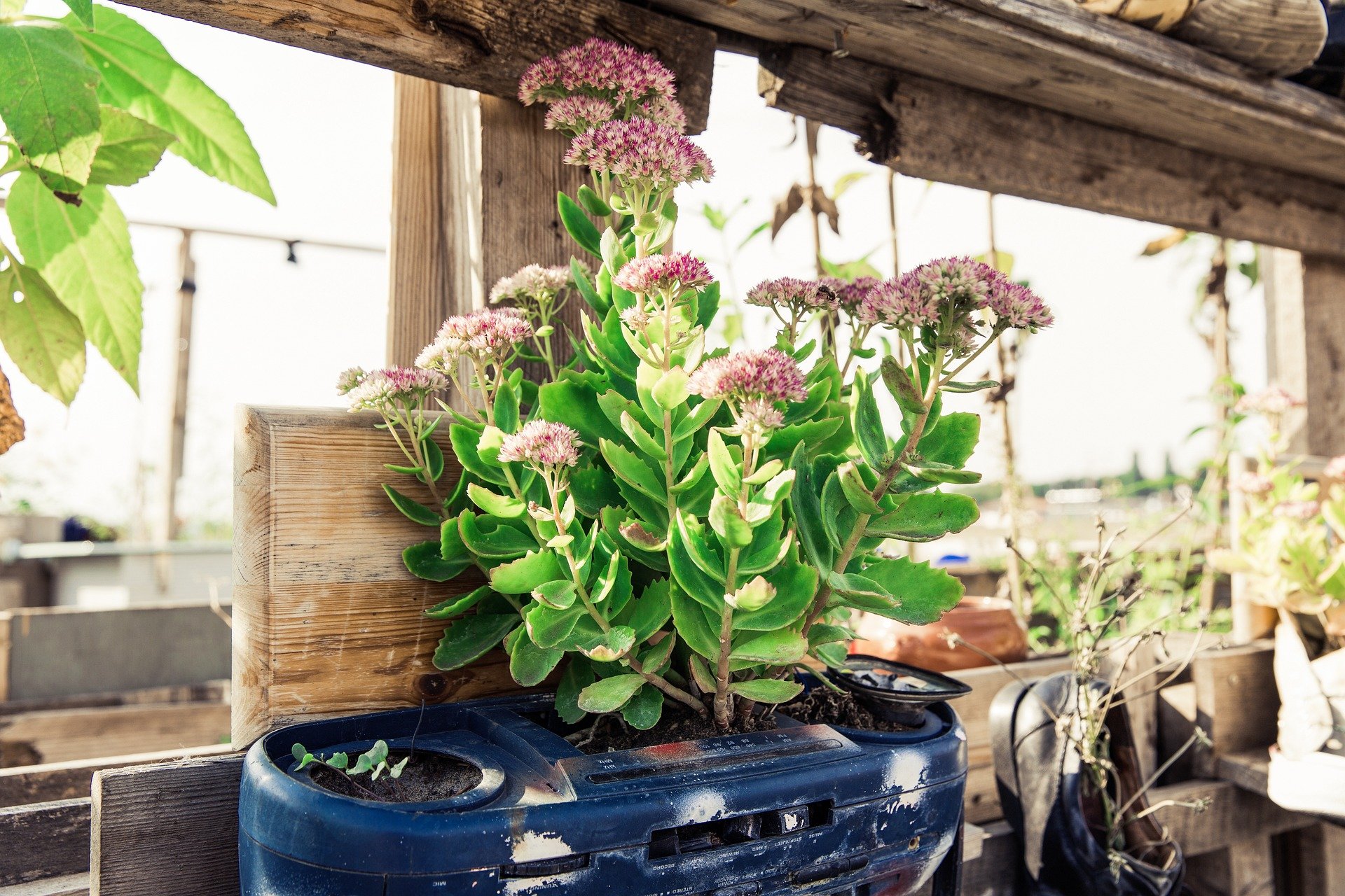 Urban Gardening, Picture of multiple pink flowers in a recycled pot