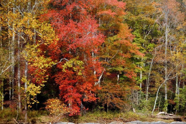 Asheville Fall Leaf Viewing Guide 2022 HomeSource Realty