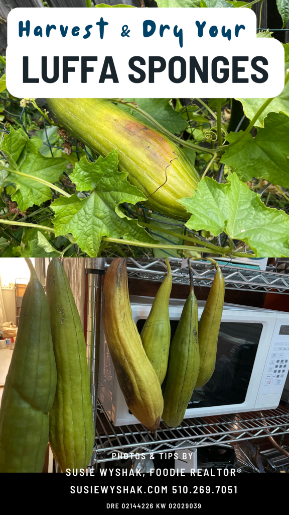 Rockridge garden loofah sponges drying