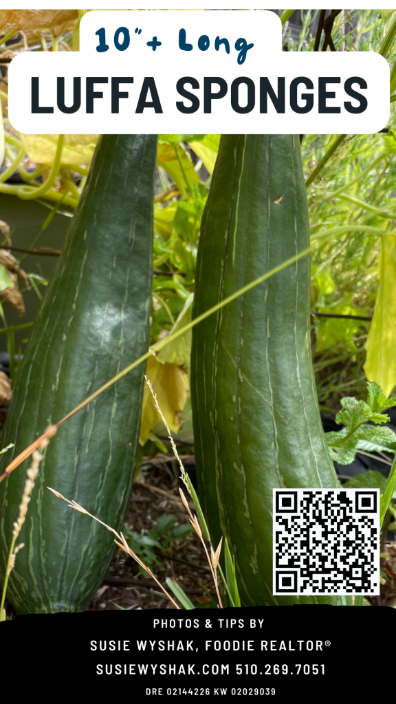 Luffa sponges in Oakland ready to harvest