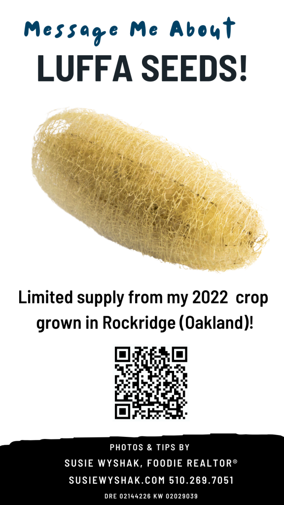 Oakland source of luffa seeds