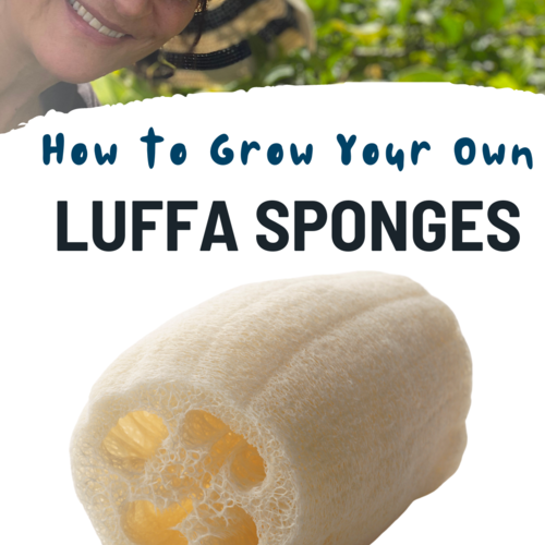 How To Grow Luffa Sponges in Oakland