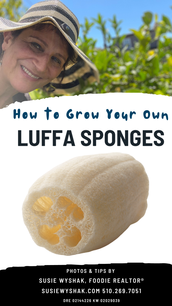 what to grow in oakland - luffa sponges