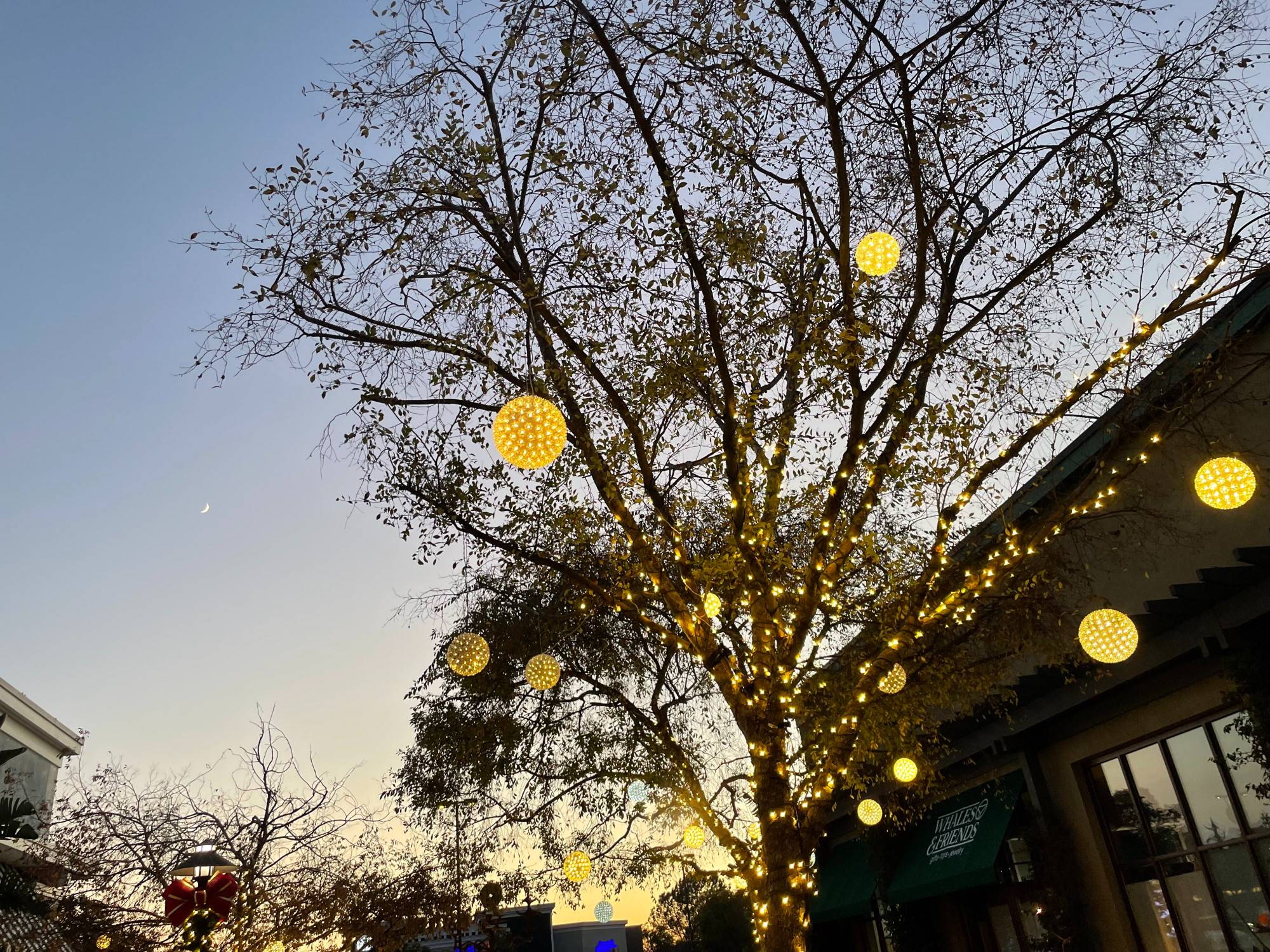 Christmas lights on 4th Street Berkeley