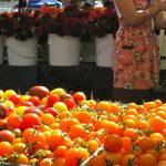 tomatoes Bay Area farmers market