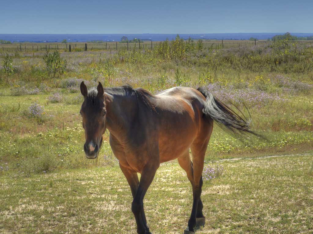 Peyton, Colorado Homes for Sale & Real Estate