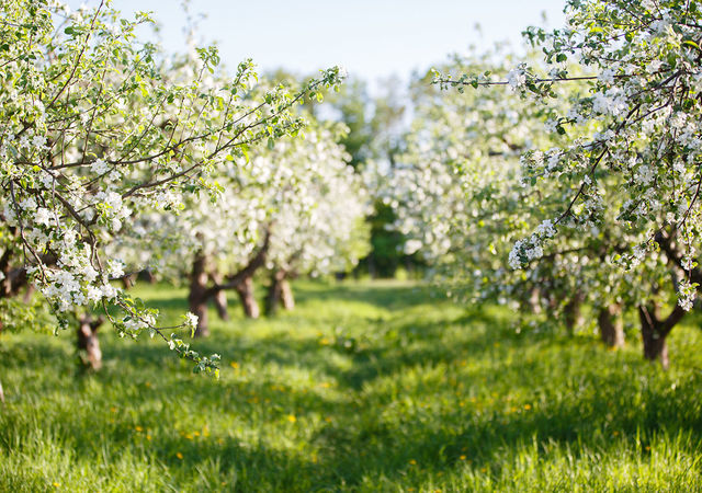 orchard_337131345