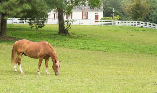 pasture2