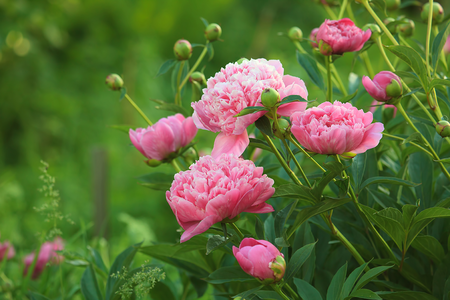 peony-pink
