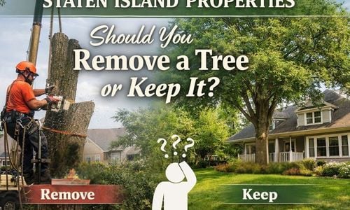 Tree Removal on Staten Island Properties: Should You Remove a &hellip;
