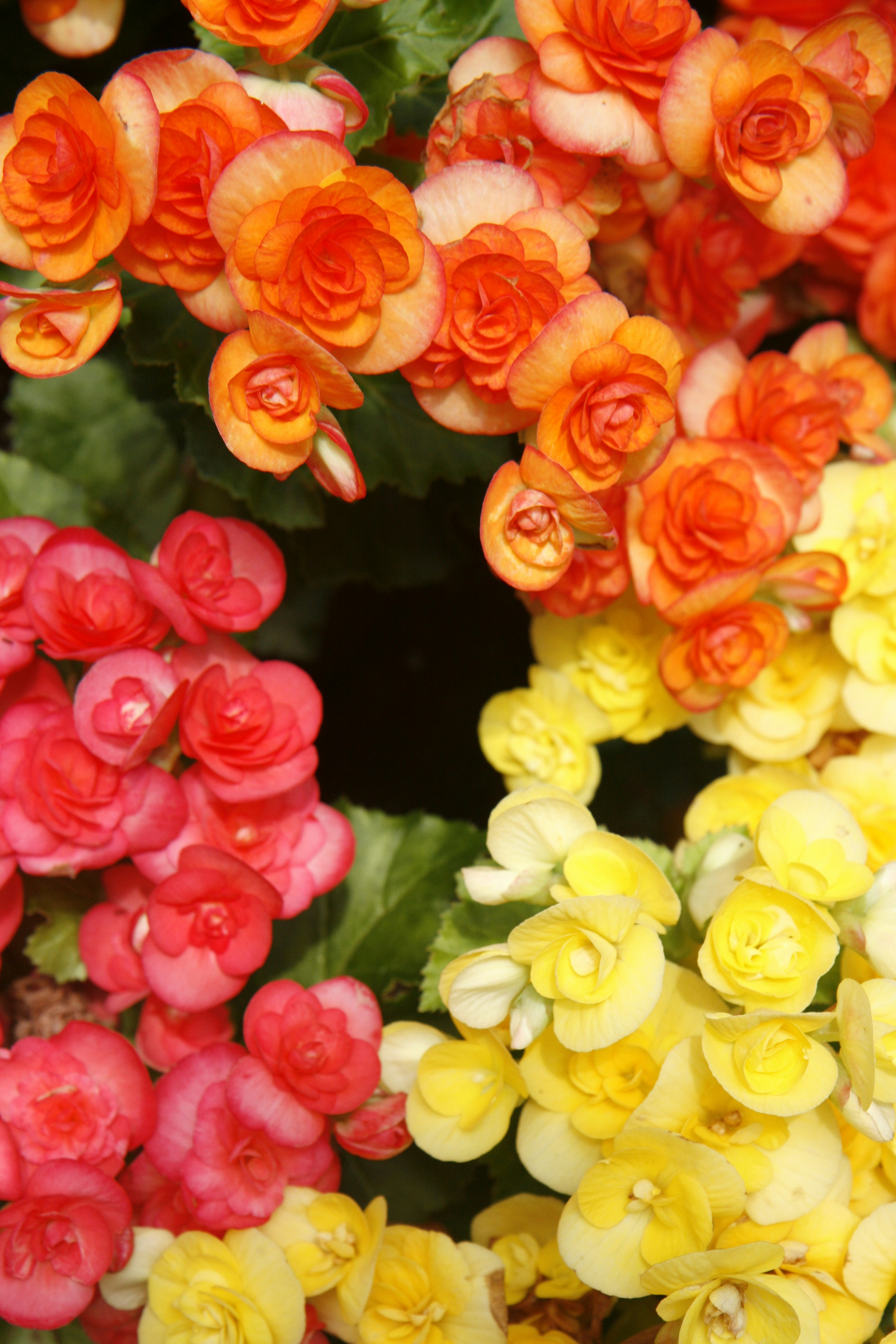 Begonias in a shaded flower bed