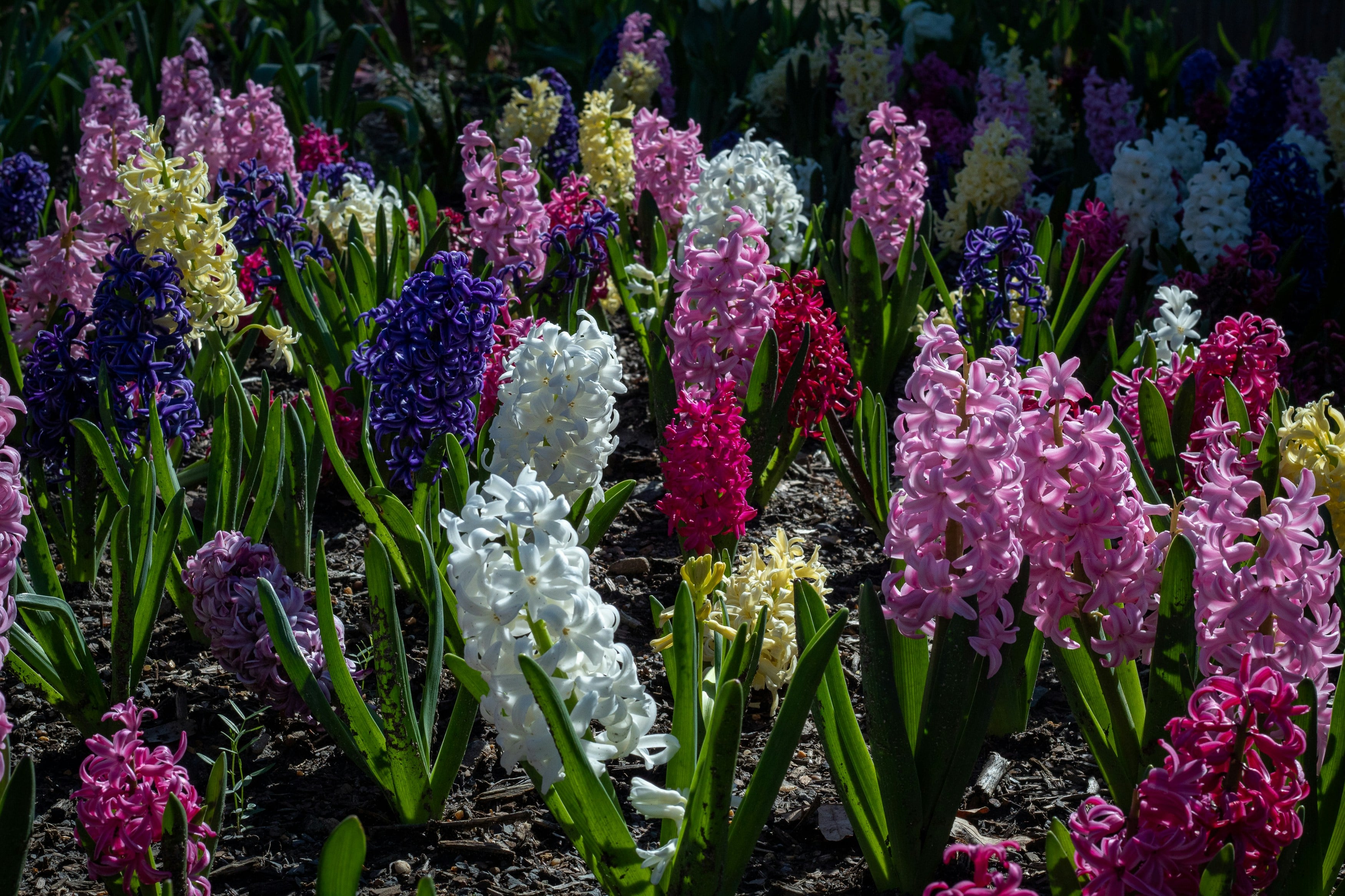 Hyacinths blooming in spring